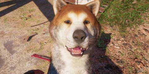 Timber the Shiba Inu from Far Cry New Dawn