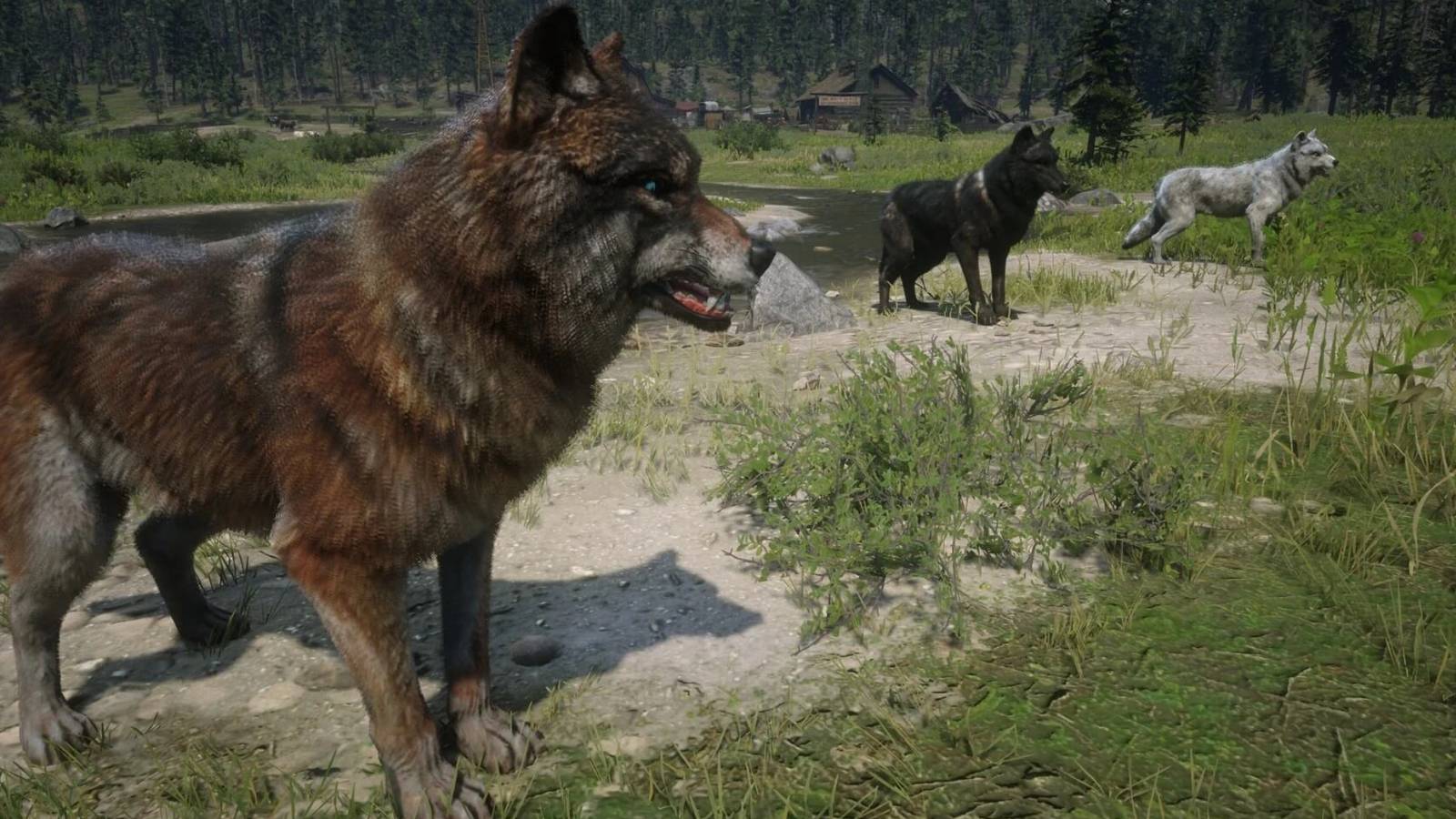 red-dead-redemption-2-wolves-playing-rare-animation-detail