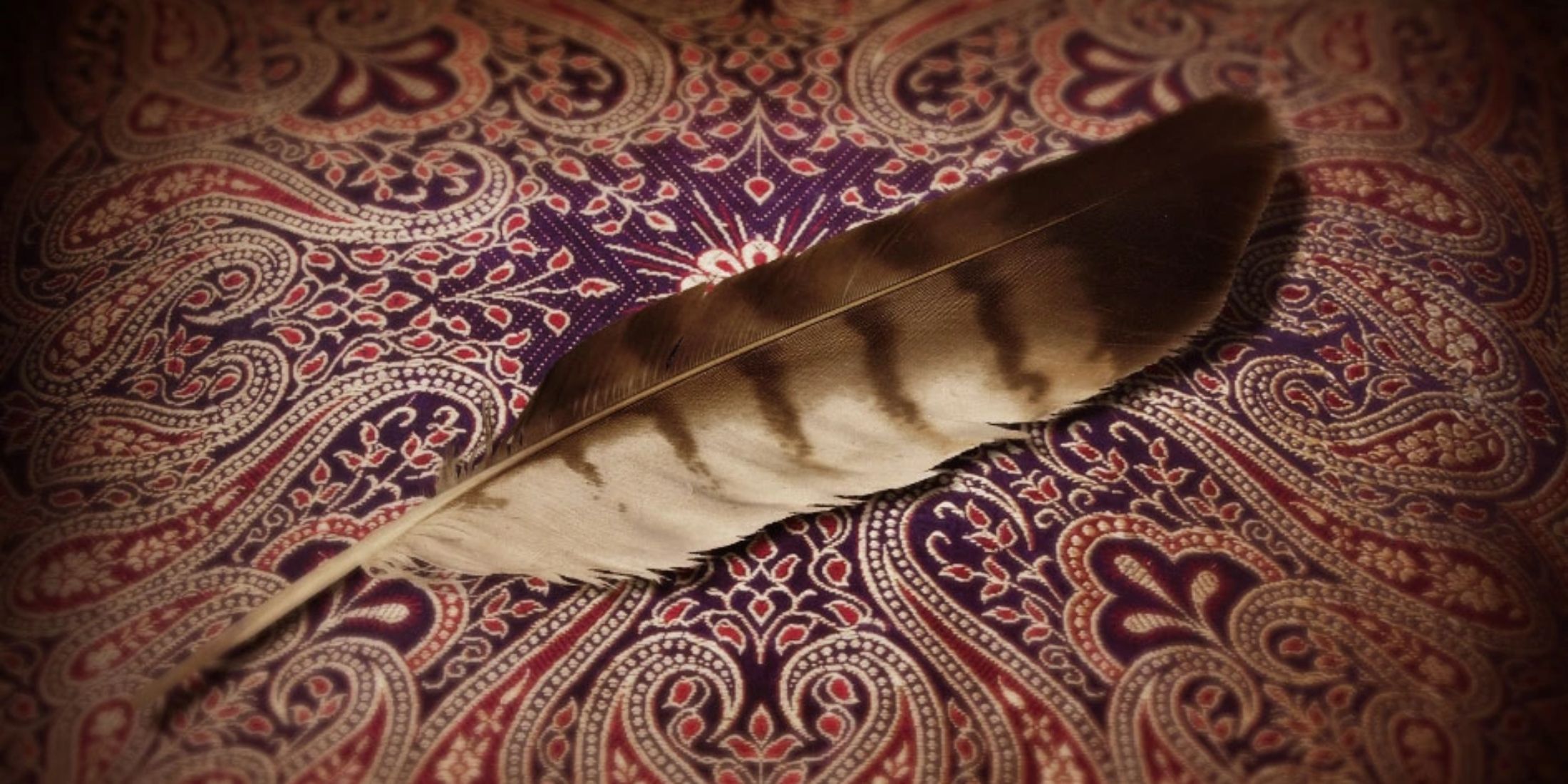 A brown and beige feather