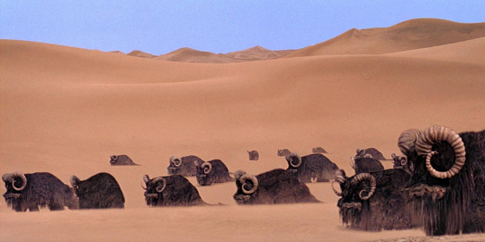 Bantha_herd-star-wars Cropped