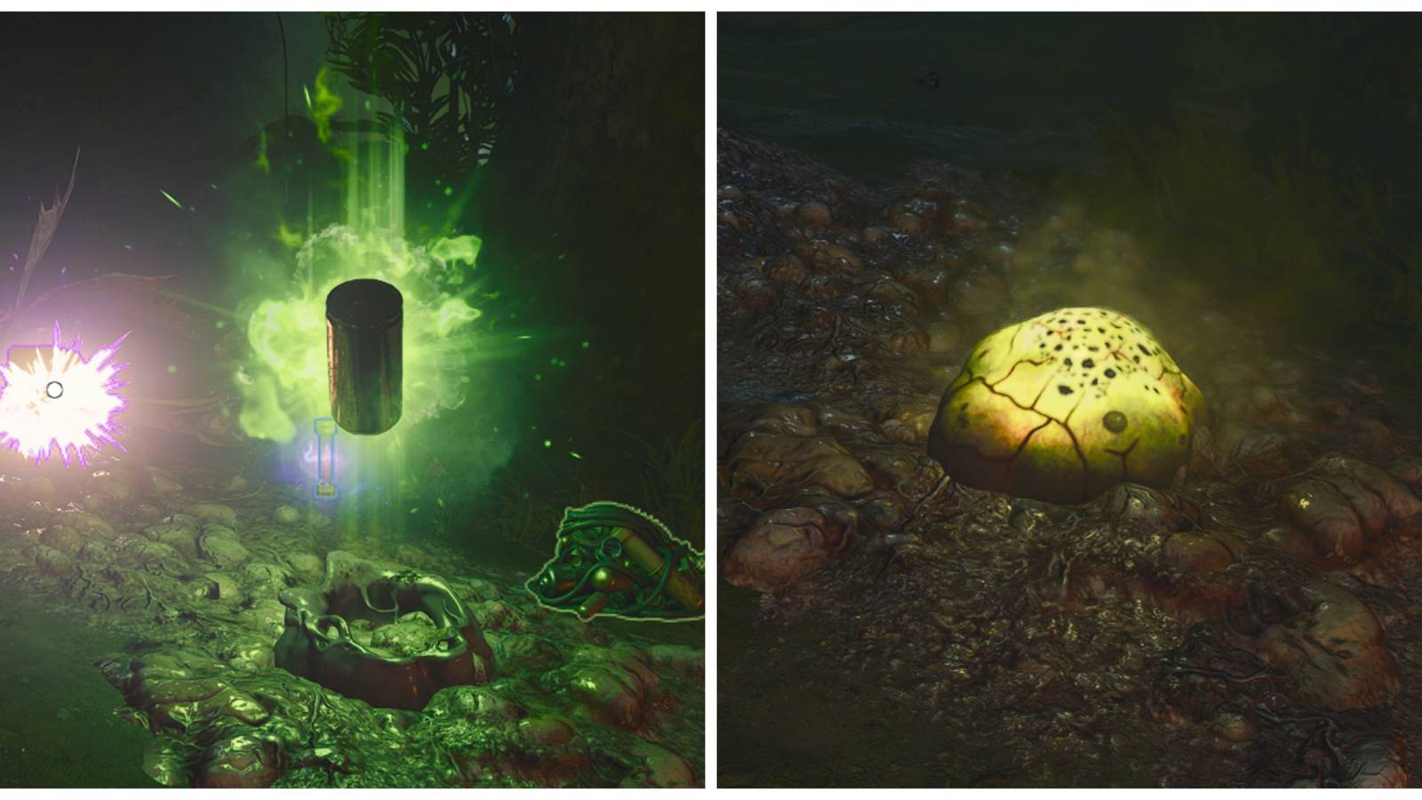 free perk and the terminus spore