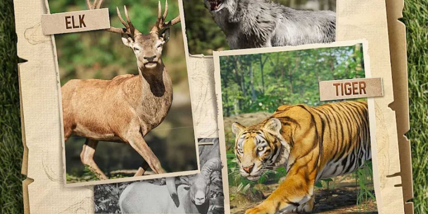 Hunting Sniper tiger and elk