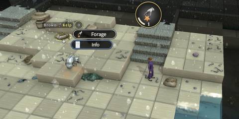 brown kelp forage brighter shores