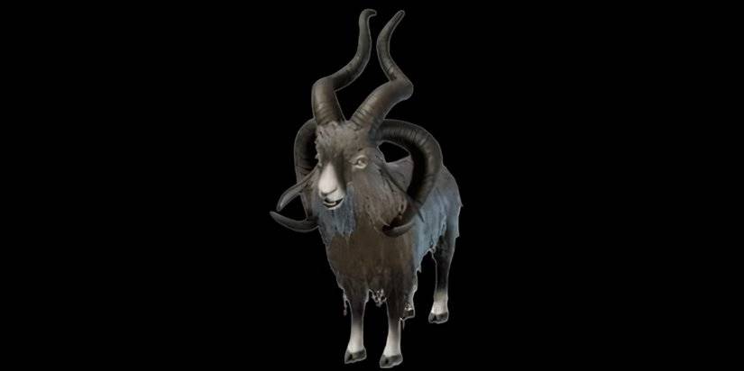 frizzy goat enshrouded