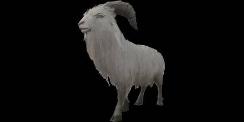goat enshrouded