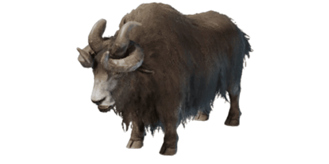 Yak