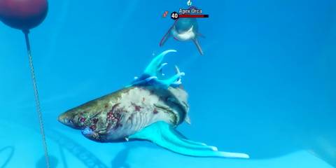 Gameplay screenshot of Maneater