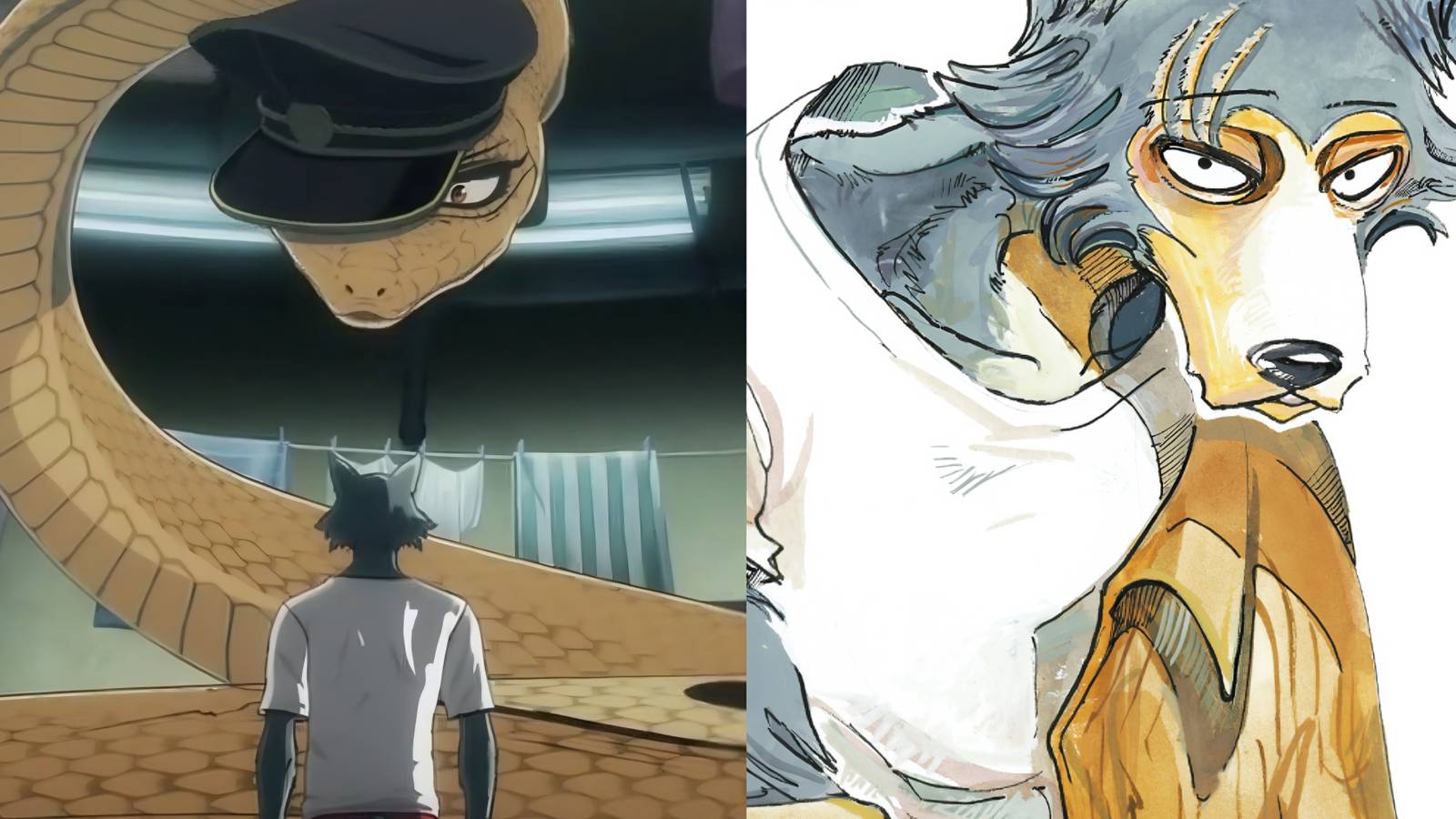 Featured Beastars Creator To Launch A New Series In 2025