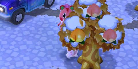 animal crossing pocket camp complete perfect fruit