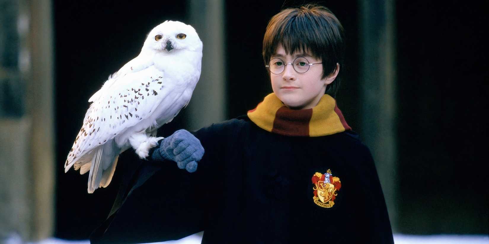 Harry Potter with Hedwig 