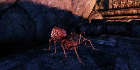 An image of the Shapeshifting specialization being used in Dragon Age Origins