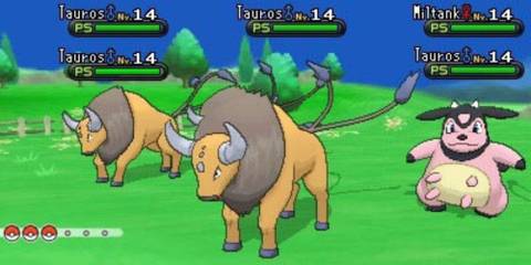 A horde of Tauros and Miltank.