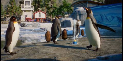 Zoomed In View of Planet Zoo Penguins