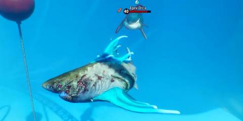 Apex Orca Attack in Maneater