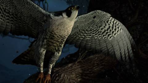 Assassin's Creed Valhalla Falcon