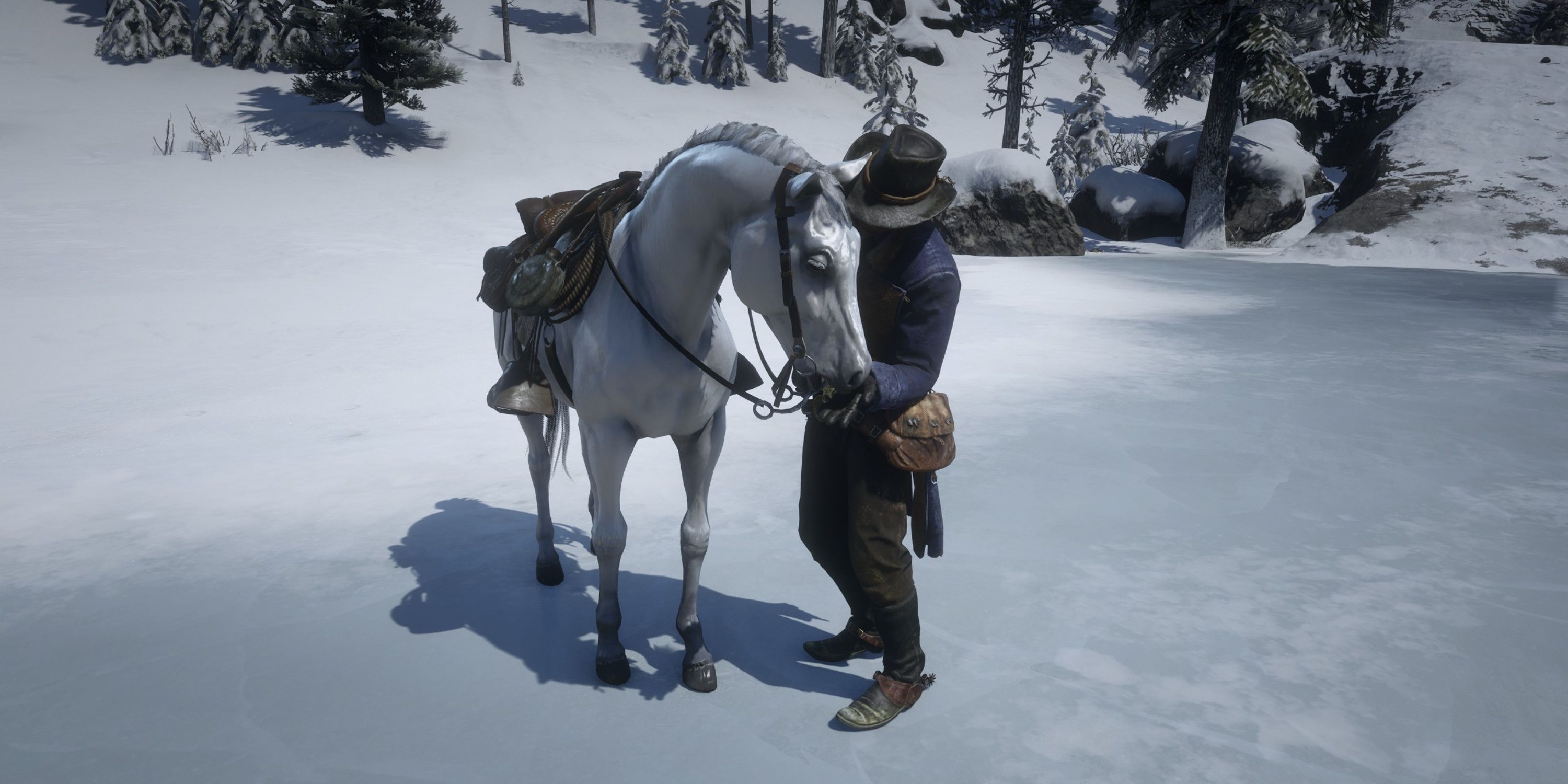 feeding the white arabian