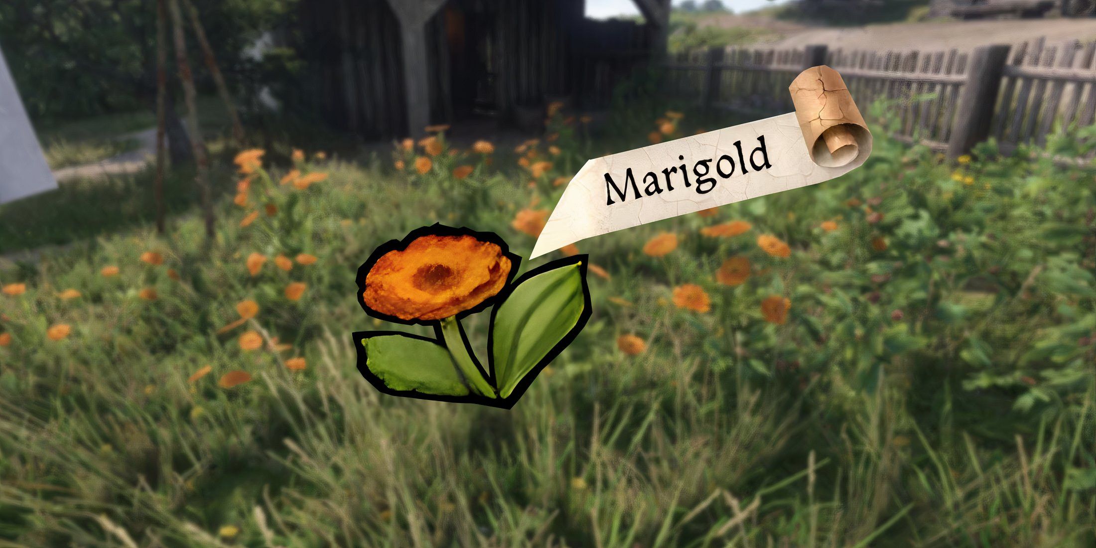 kingdom-come-deliverance-2-kcd2-where-get-marigold