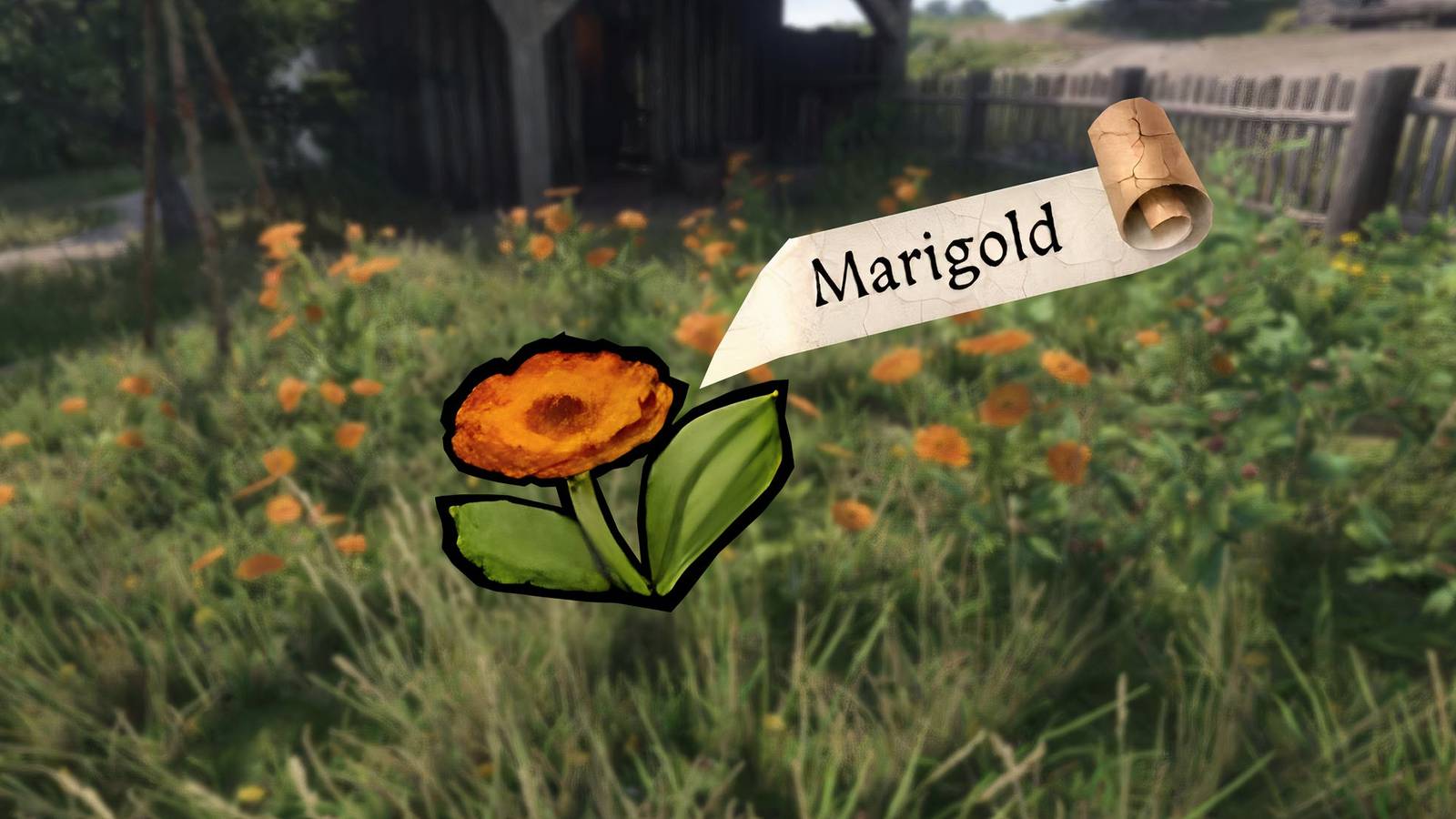 kingdom-come-deliverance-2-kcd2-where-get-marigold