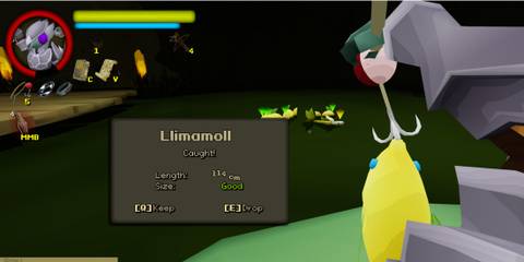 Caught Llimamoll fish