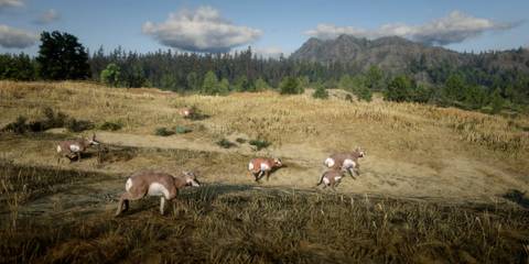 Red Dead Redemption 2 Hunting Grounds