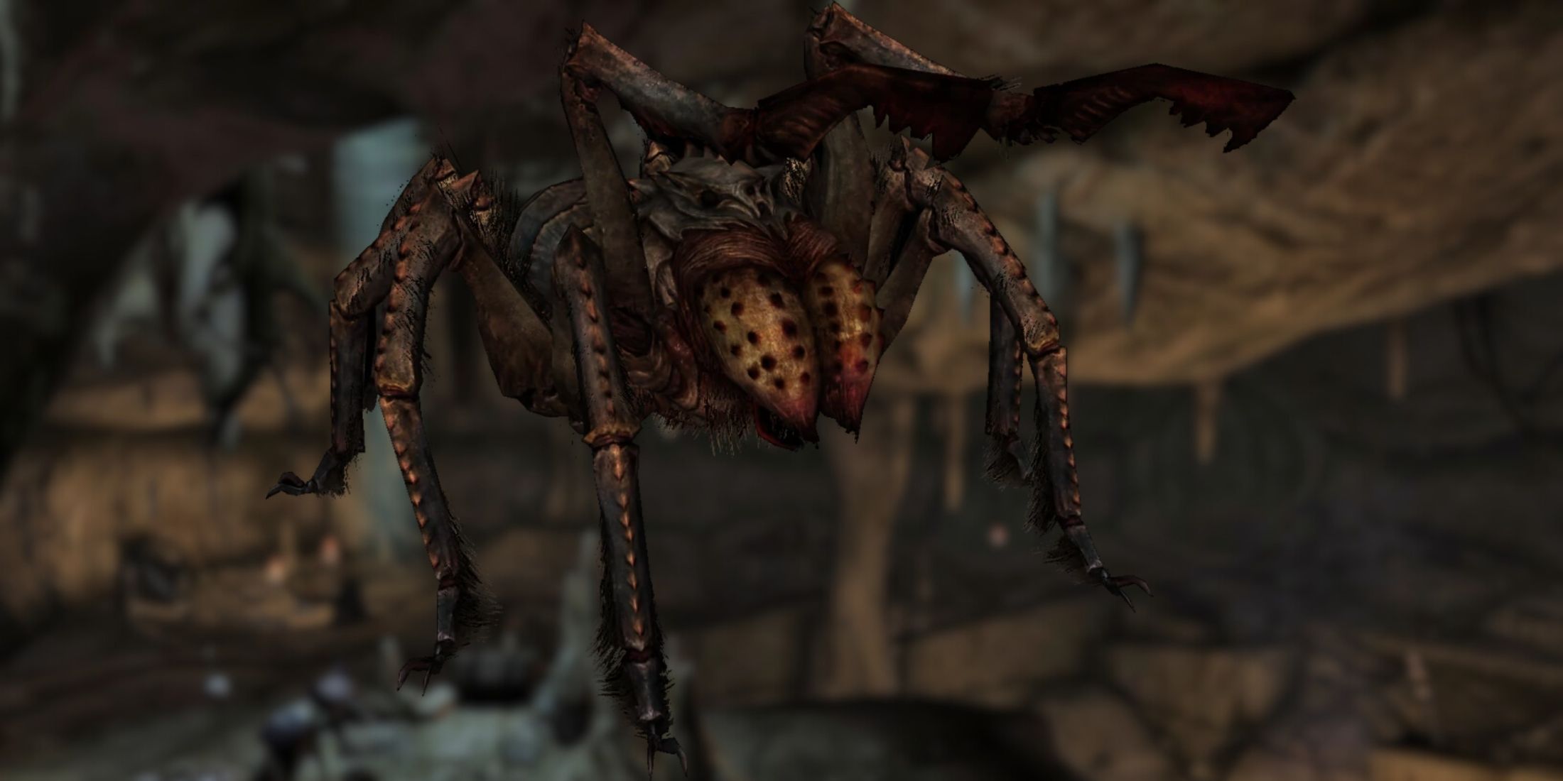 Spider