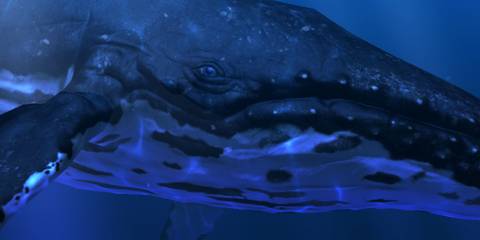 A whale in Ocean Rift