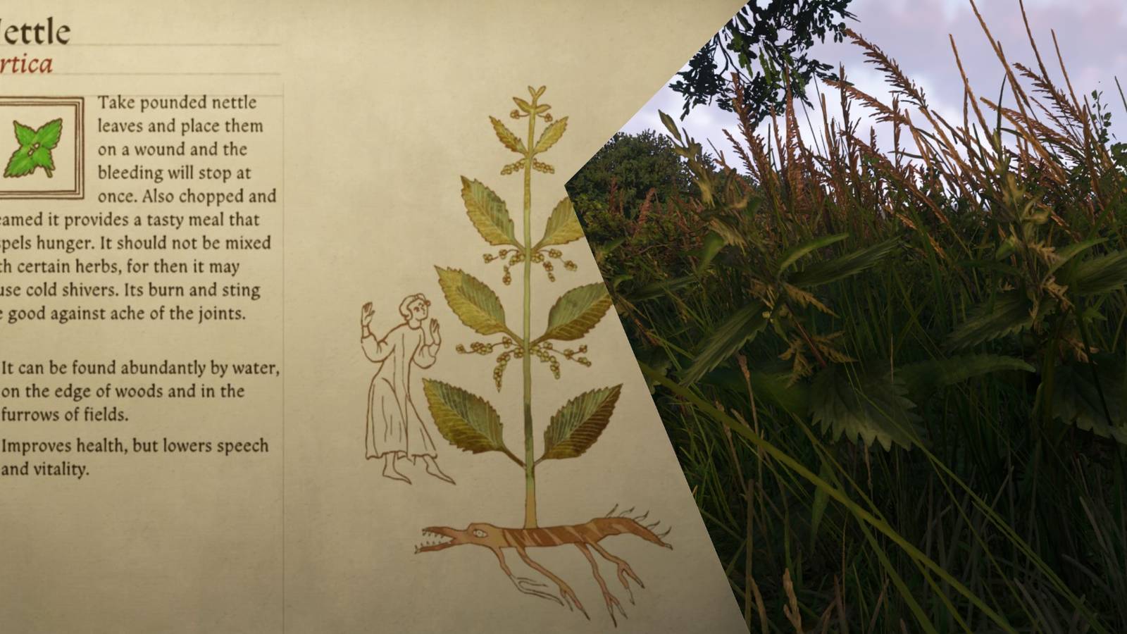 Where to Find Nettle In Kingdom Come Deliverance 2