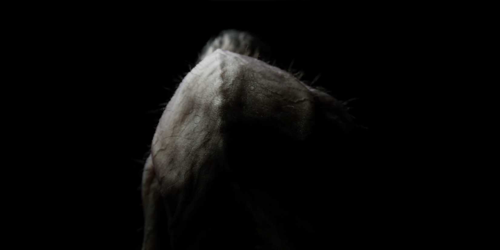 Back of a creature in Ritual Tides