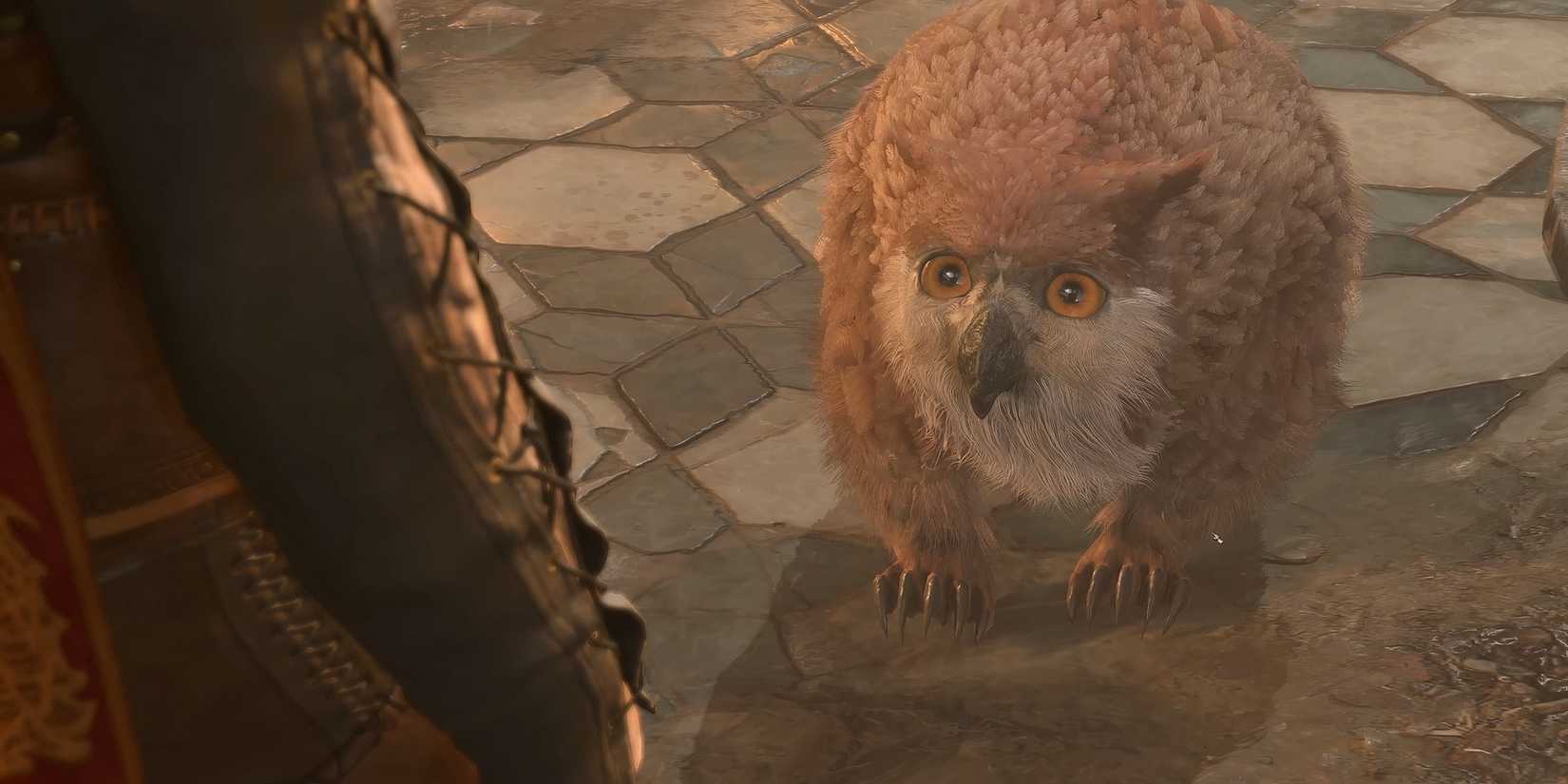 Owlbear cub from Baldur's Gate 3