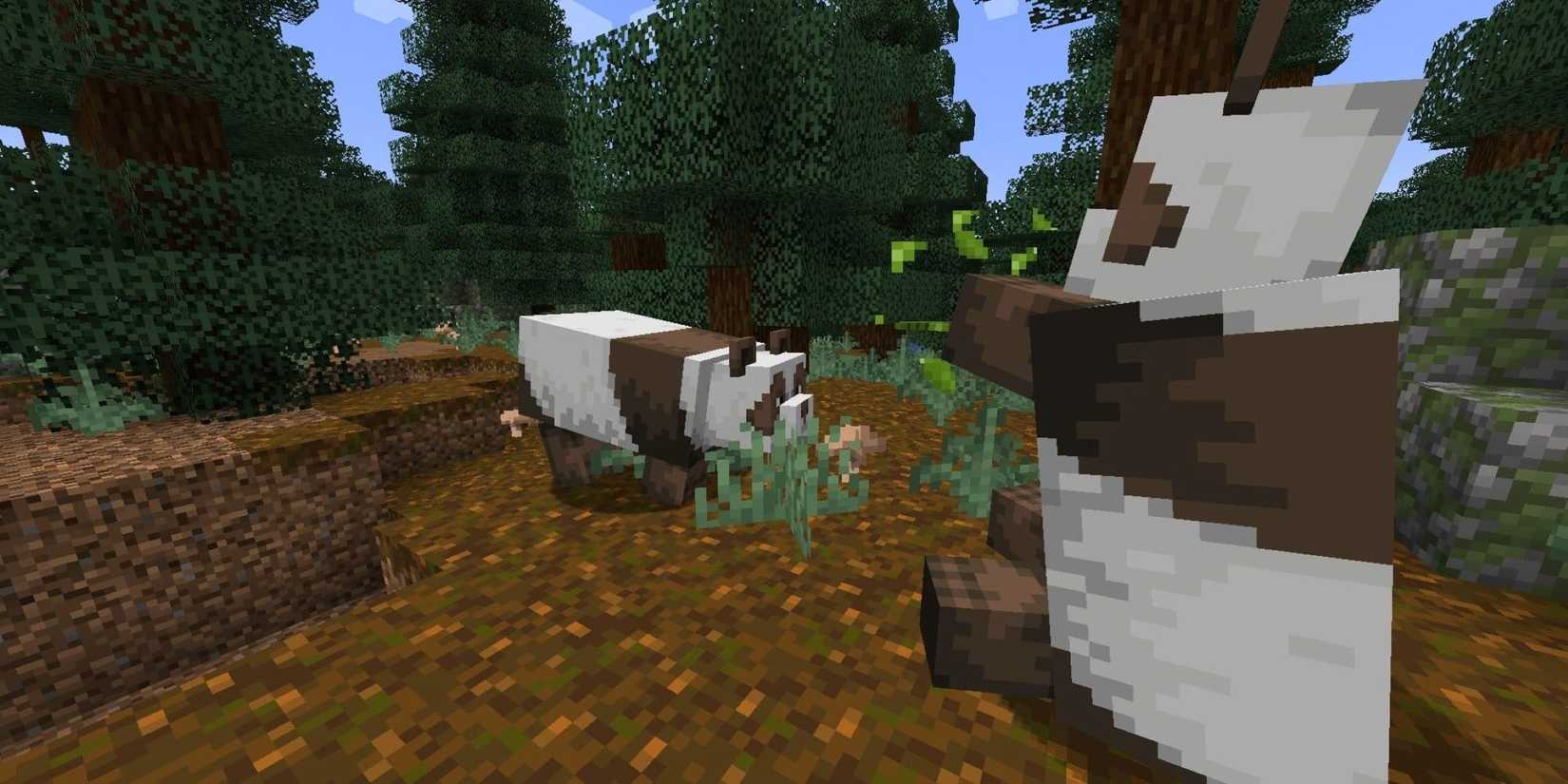 Two brown pandas in forest