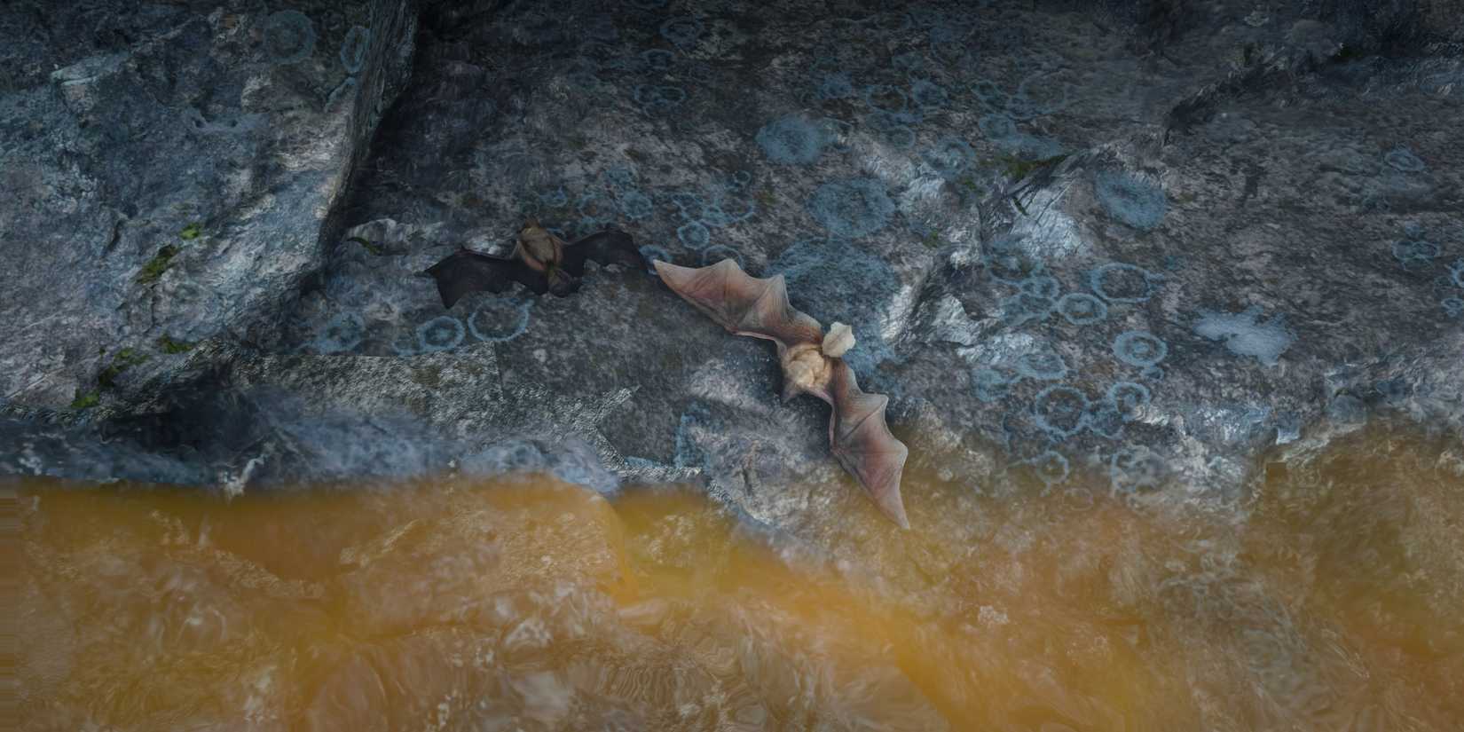 dead little brown bats