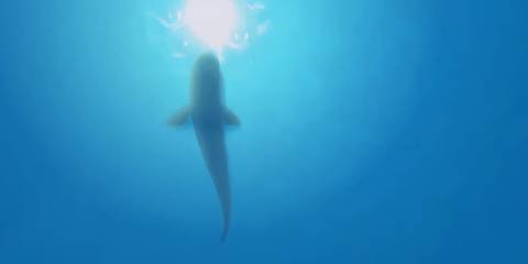 Endless Ocean Blue World (1)