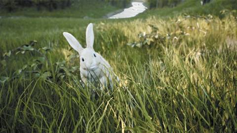 FIRE The First Dreamer - official steam screenshot 1