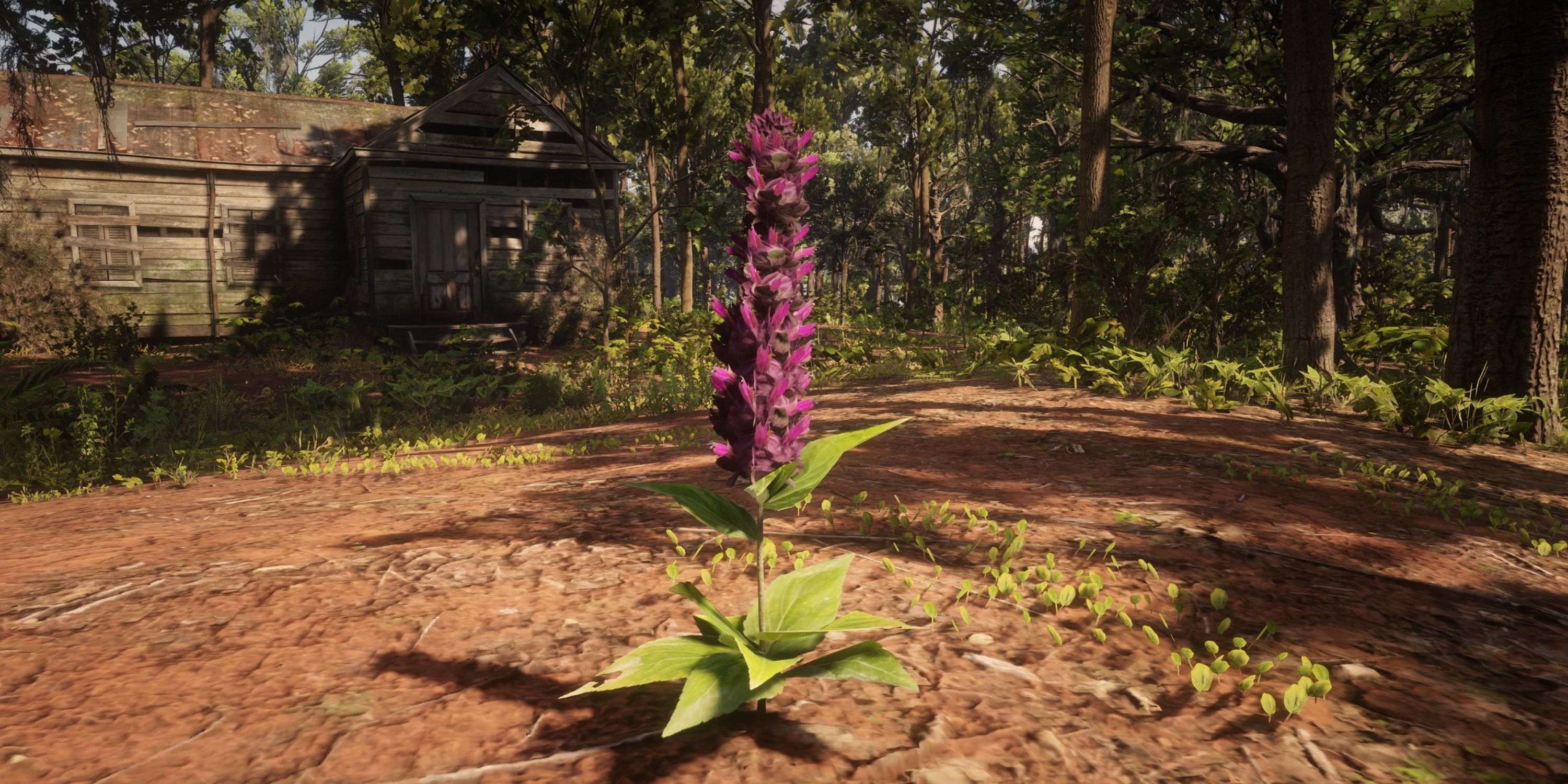 hummingbird sage in rdr2