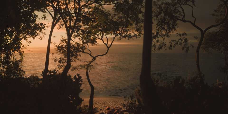 Lushfoil Photography Sim Trees Cropped