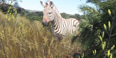 Micosoft Flight Simulator 2024 Zebra