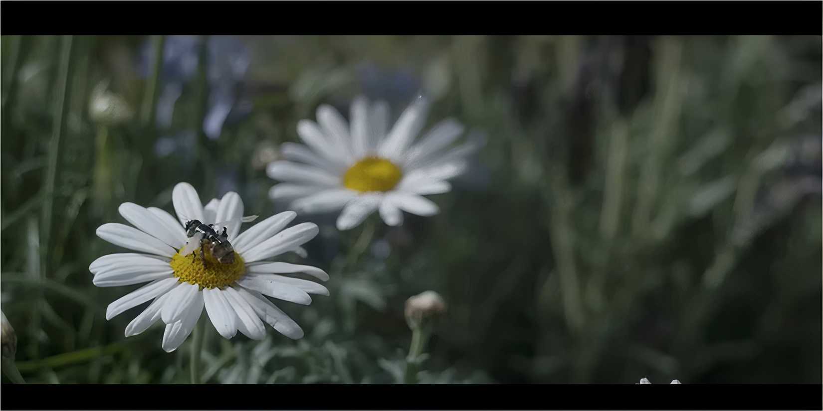 A robotic bee on a white daisy in a field.