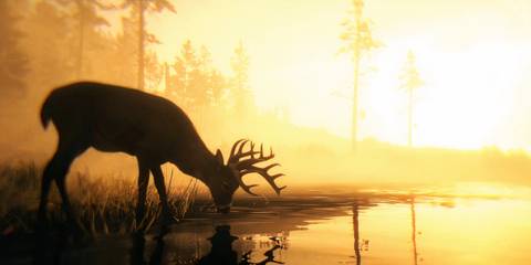 red dead redemption 2 player finds deer in weird place