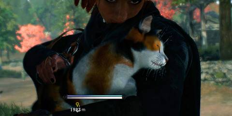 Rise of the Ronin Cat Locations