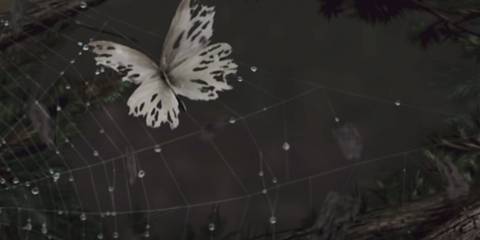Butterfly stuck in spider's web 