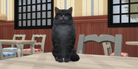 Cat Cafe small business idea