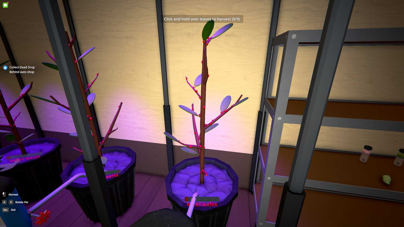 Coca plant in Schedule 1