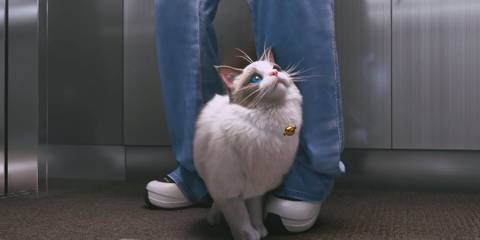 Can You Get A Pet in InZOI