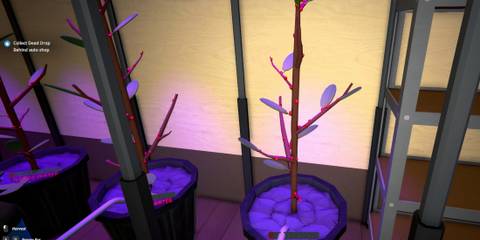 coca plants schedule 1