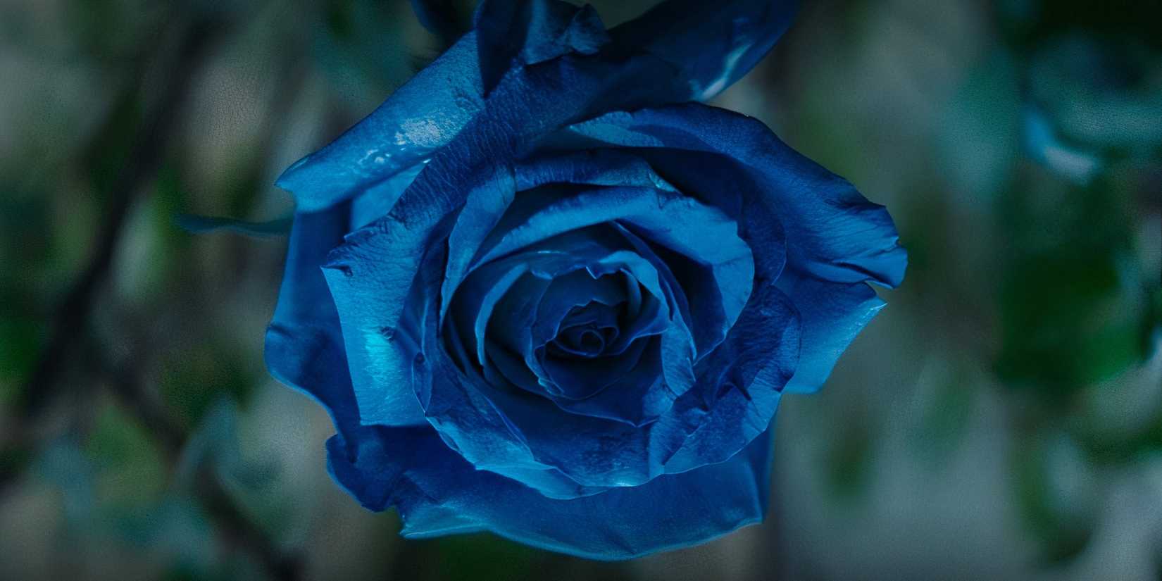 daredevil born again blue rose