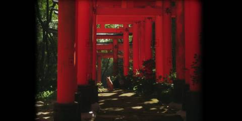 Lushfoil Photography Sim a cat