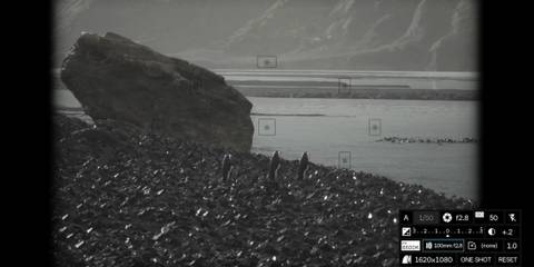 Lushfoil Photography Sim penguins