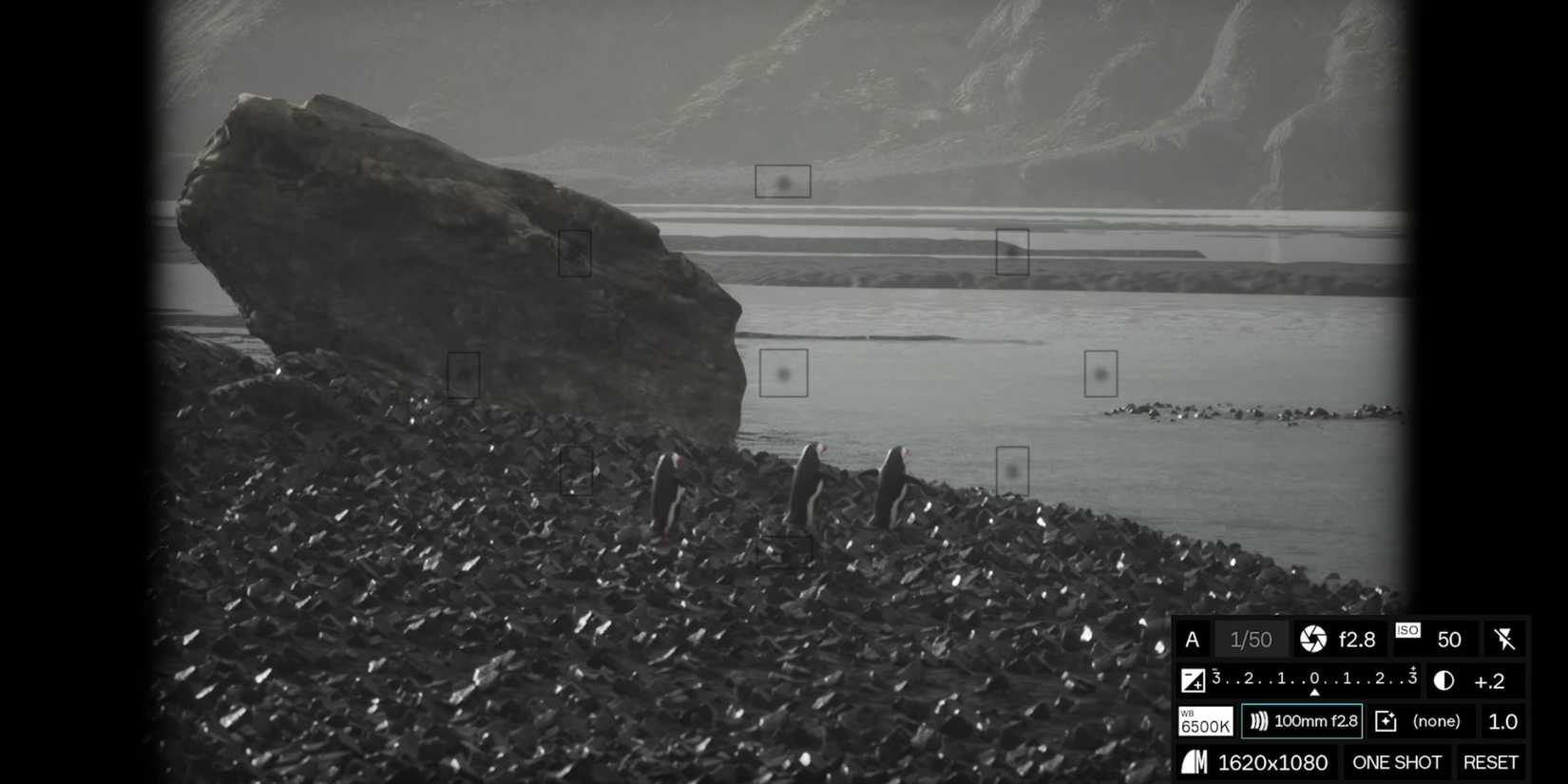 Lushfoil Photography Sim penguins