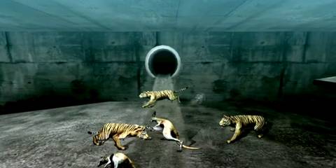 Tokyo Jungle - kangaroo fighting tiger