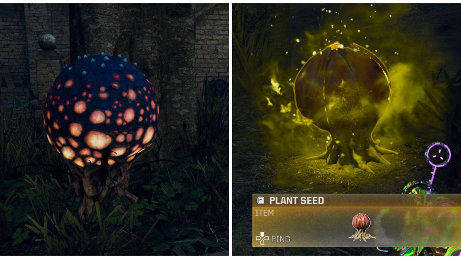 plants and plant seeds in shattered veil